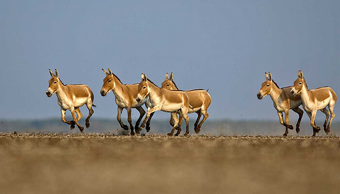 car rental Ahmedabad