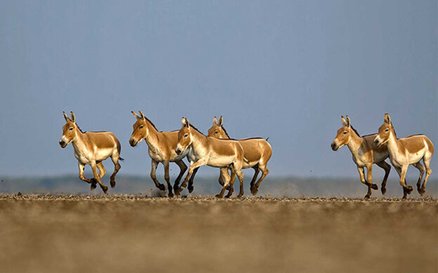 Gujarat Tourism Packages
